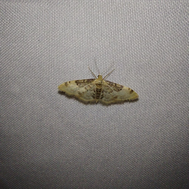 Idaea filicata - sötéttövű apróaraszoló