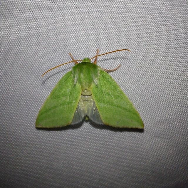 Pseudoips prasinana - bükkfa-zöldbagoly