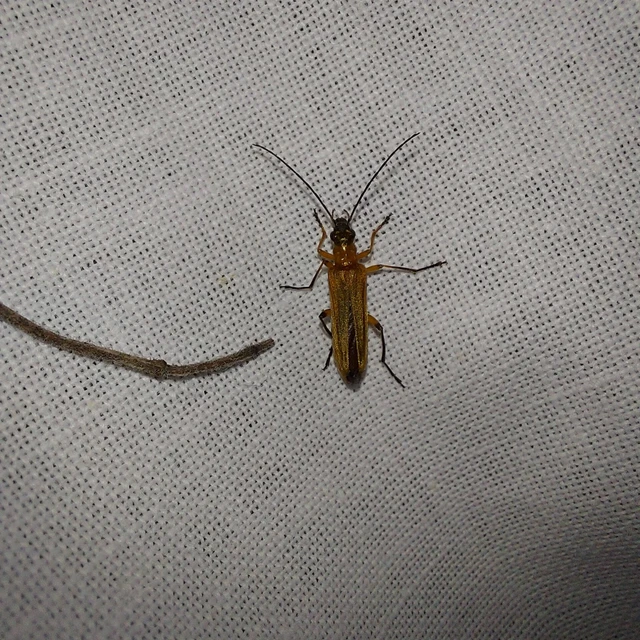 Oedemera podagrariae - székfű-álcincér