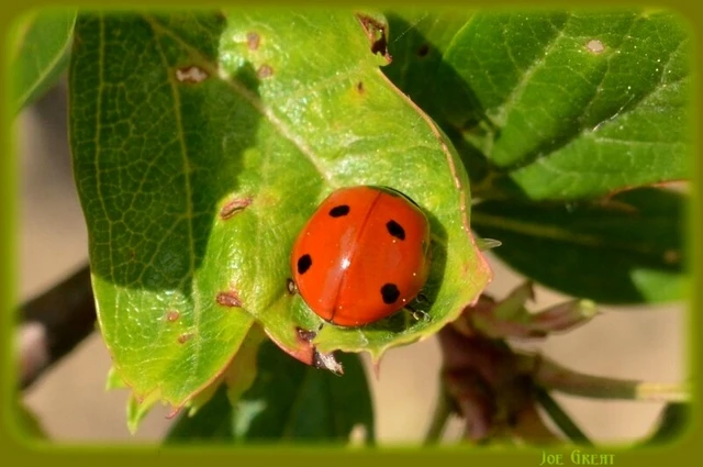 Coccinella septempunctata - hétpettyes katica