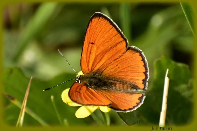 Lycaena dispar rutilus - nagy tűzlepke
