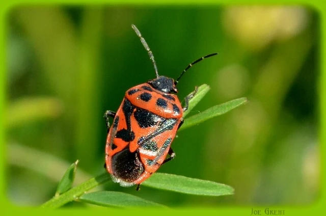 Eurydema ornata - díszespoloska Eurydema ornata - díszespoloska