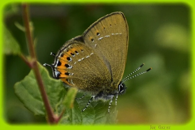 Satyrium pruni - szilvafa-csücsköslepke