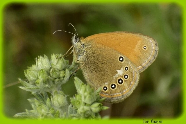 Coenonympha glycerion - közönséges szénalepke