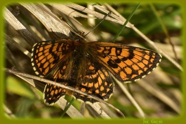 Melitaea
