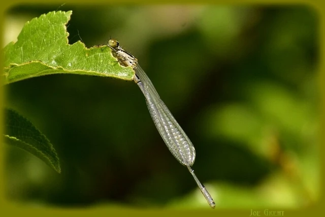 Coenagrion puella - azúrkék légivadász
