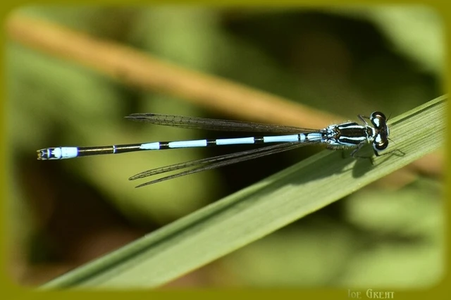 Coenagrion puella - azúrkék légivadász