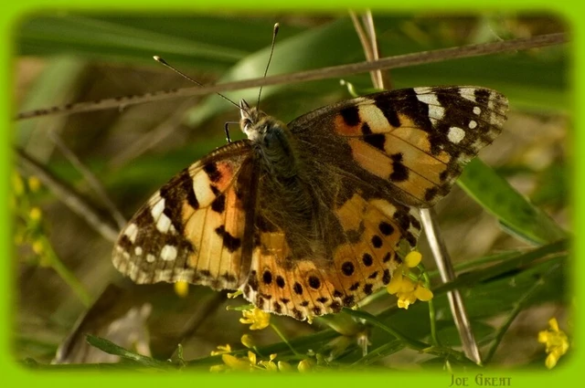 Vanessa cardui - bogáncslepke