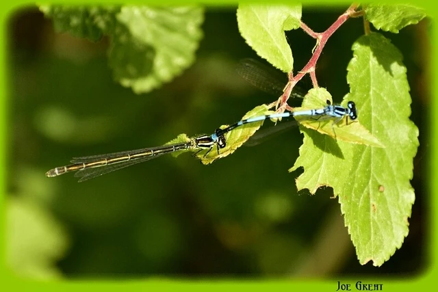 Coenagrion puella - azúrkék légivadász