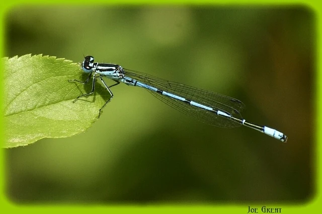 Coenagrion puella - azúrkék légivadász