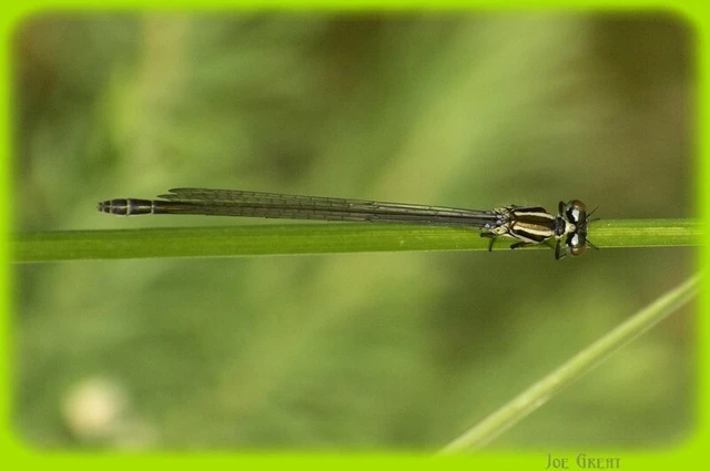 Coenagrion puella - azúrkék légivadász