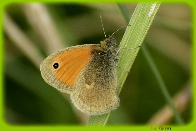 Coenonympha pamphilus - kis szénalepke