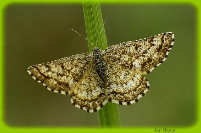 Ematurga atomaria - barna rétiaraszoló