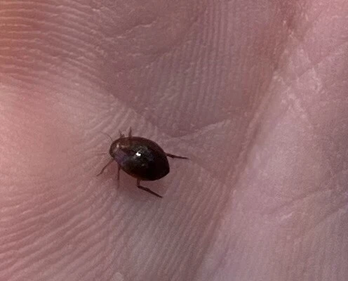 Dytiscidae - csíkbogárfélék