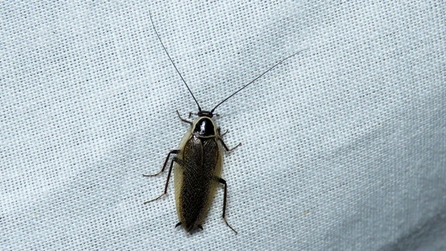Blattodea - Csótányok Blattodea - Csótányok