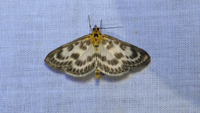 Anania hortulata - tarka csalánmoly