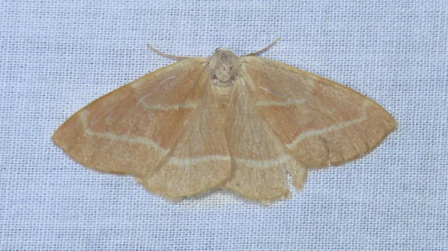 Hylaea fasciaria - erdeifenyő-sávosaraszoló
