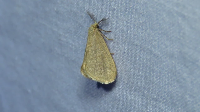 Bijugis bombycella - alkonyati zsákhordólepke