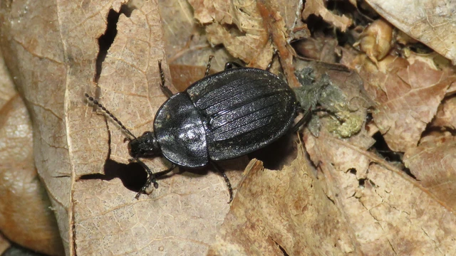 Phosphuga atrata - bordás csigarabló Phosphuga atrata - bordás csigarabló