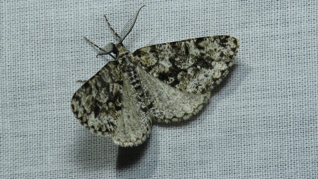 Fagivorina arenaria - bükkfaaraszoló