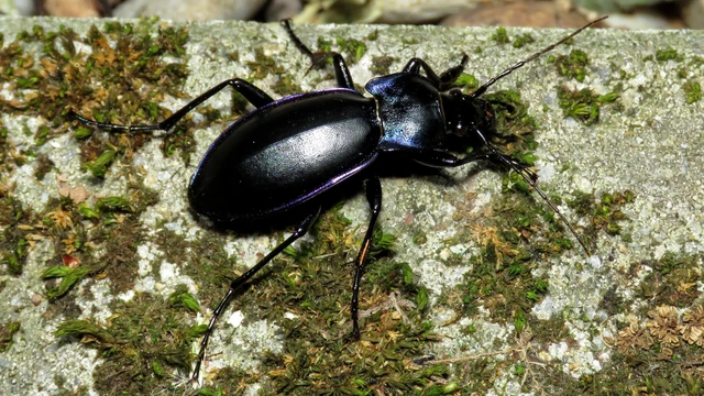 Carabus violaceus - kékfutrinka Carabus violaceus - kékfutrinka
