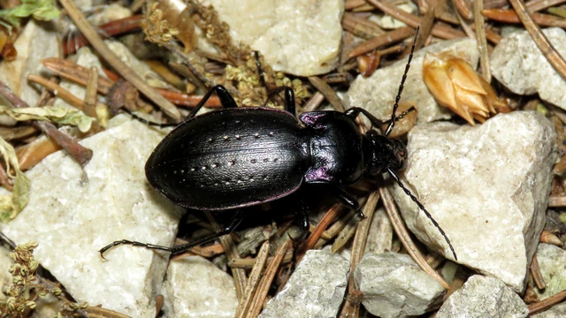 Carabus nemoralis - ligeti futrinka Carabus nemoralis - ligeti futrinka