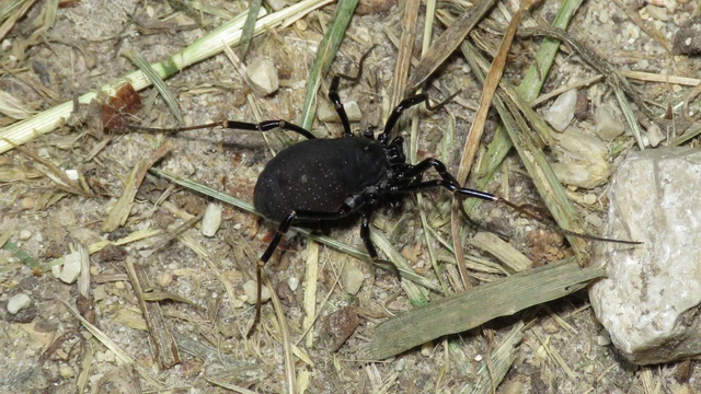 Opiliones - Kaszáspókok