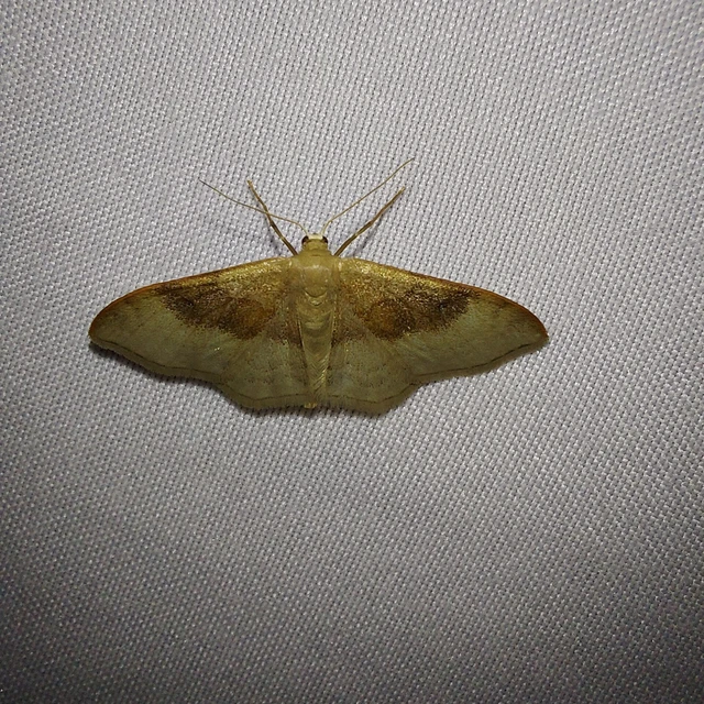 Idaea degeneraria - barnasávos araszoló