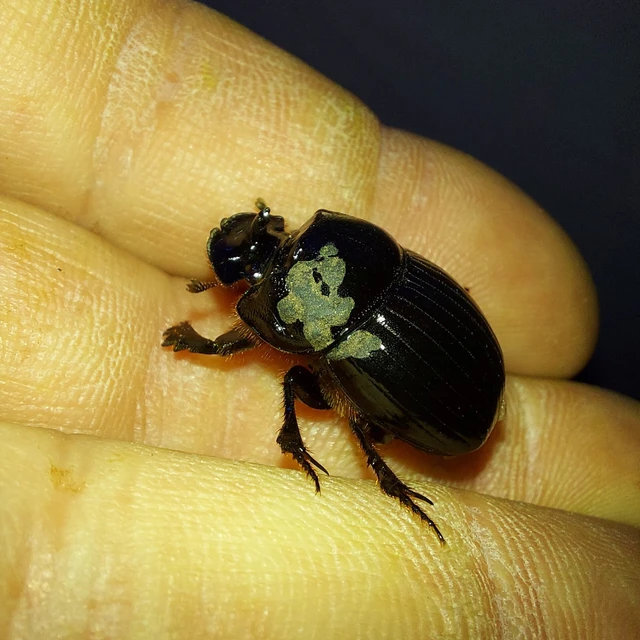 Copris lunaris - közönséges holdszarvú-ganéjtúró
