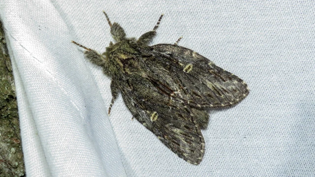Peridea anceps - füstös púposszövő