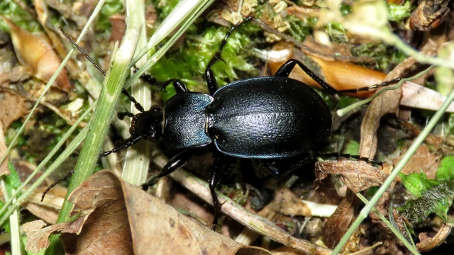 Carabus convexus - selymes futrinka Carabus convexus - selymes futrinka