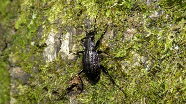 Carabus granulatus - mezei futrinka Carabus granulatus - mezei futrinka