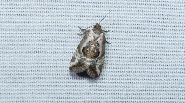 Hapalotis venustula - rózsaszínű mázasbagoly