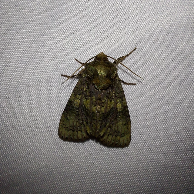 Craniophora ligustri - fagyalbagoly