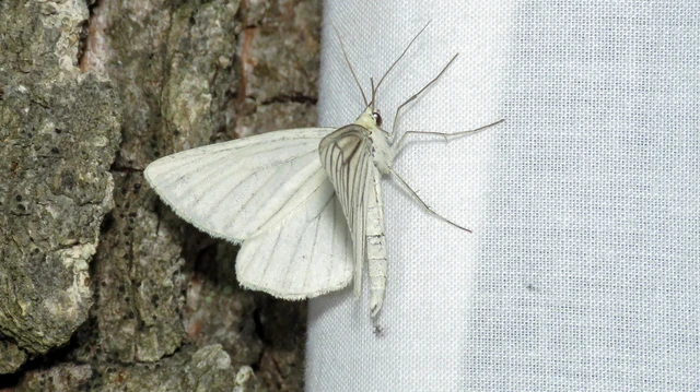 Siona lineata - vonalas fehéraraszoló