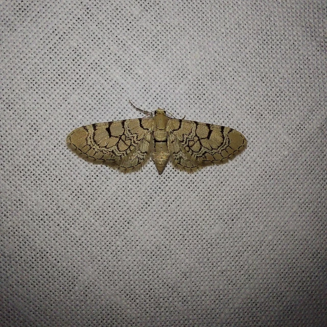 Eupithecia venosata - mécsvirág-törpearaszoló