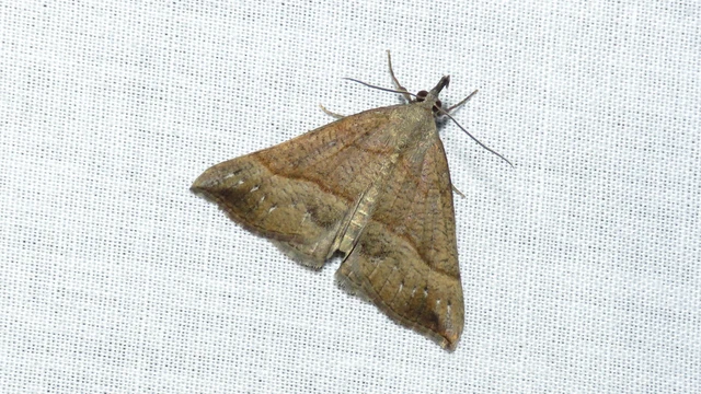 Hypena proboscidalis - ormányos karcsúbagoly