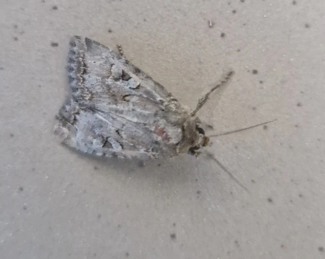 Apterogenum ypsillon - ipszilon-erdeibagoly