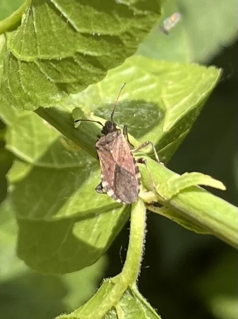 Ceraleptus