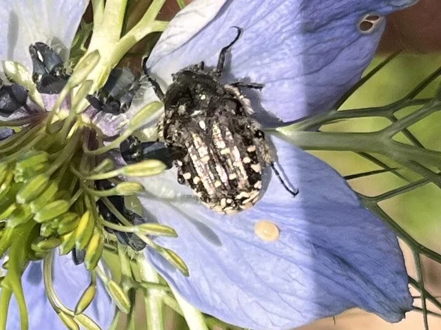Oxythyrea funesta - sokpettyes virágbogár