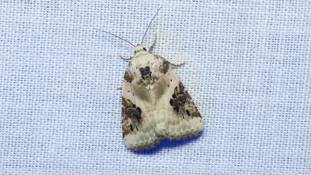 Pseudeustrotia candidula - fehéres apróbagoly