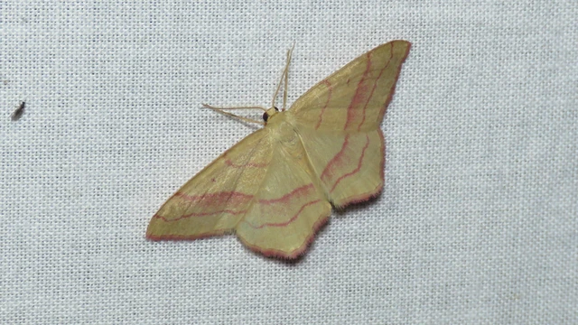 Rhodostrophia vibicaria - pirosszélű araszoló