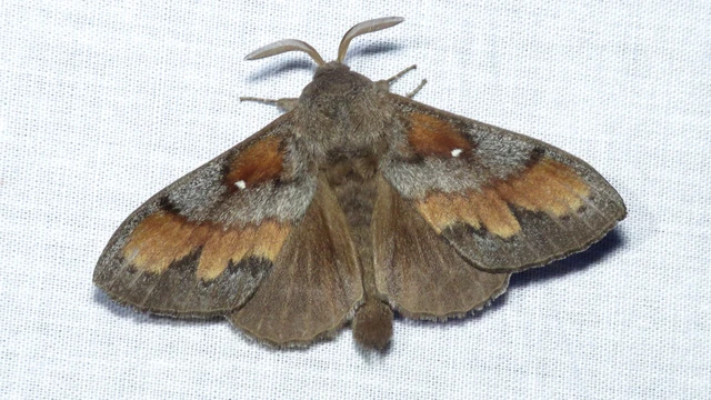 Dendrolimus pini - fenyőpohók