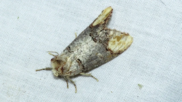 Phalera bucephala - sárgafoltos púposszövő