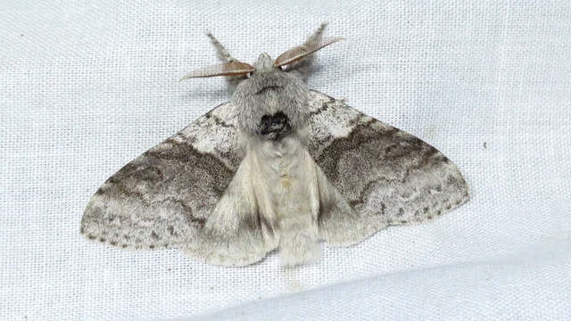 Calliteara pudibunda - hamvasszövő