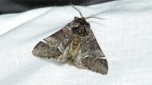 Drymonia dodonea - bélyeges púposszövő