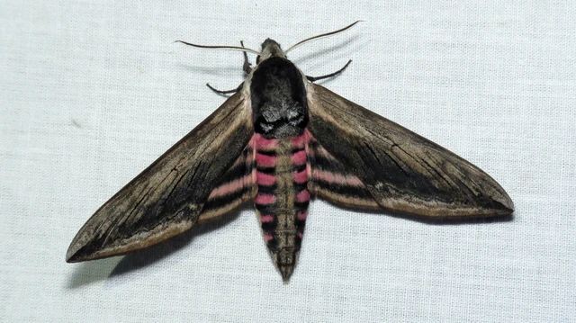 Sphinx ligustri - fagyalszender