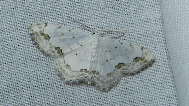 Scopula ornata - díszes fehéraraszoló
