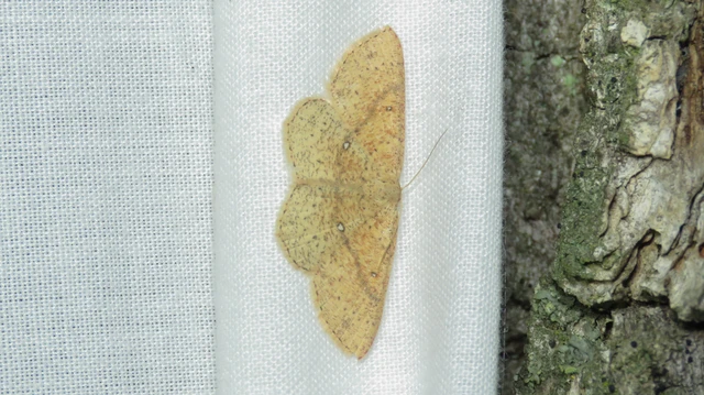 Cyclophora porata - körös pettyesaraszoló