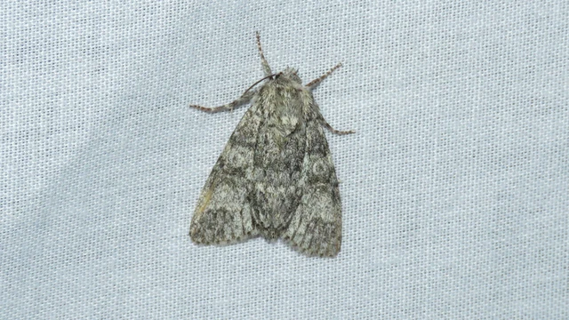 Acronicta megacephala - nagyfejű szigonyosbagoly